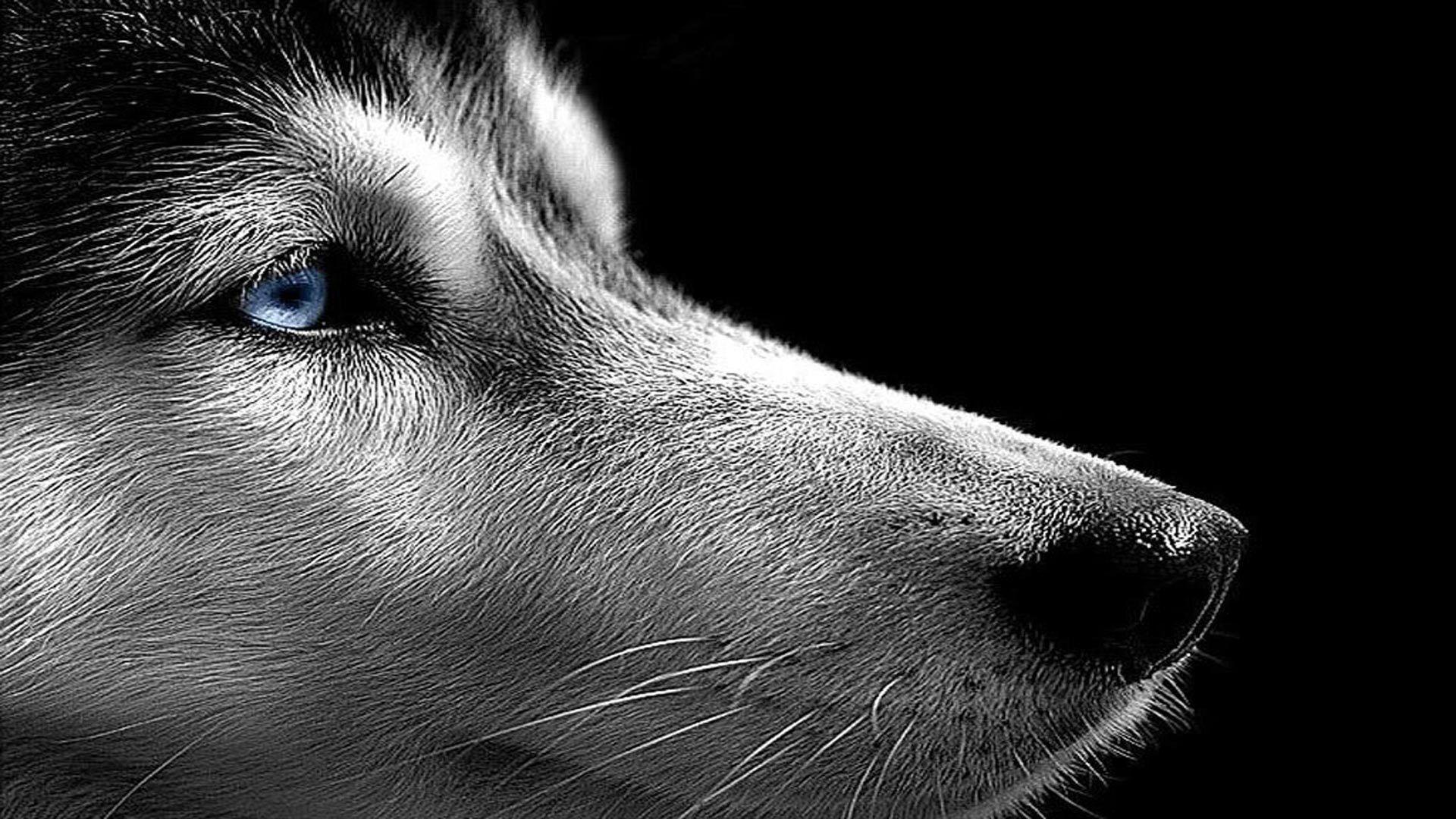 1920x1080 Free download Husky on the Black background wallpaper and image