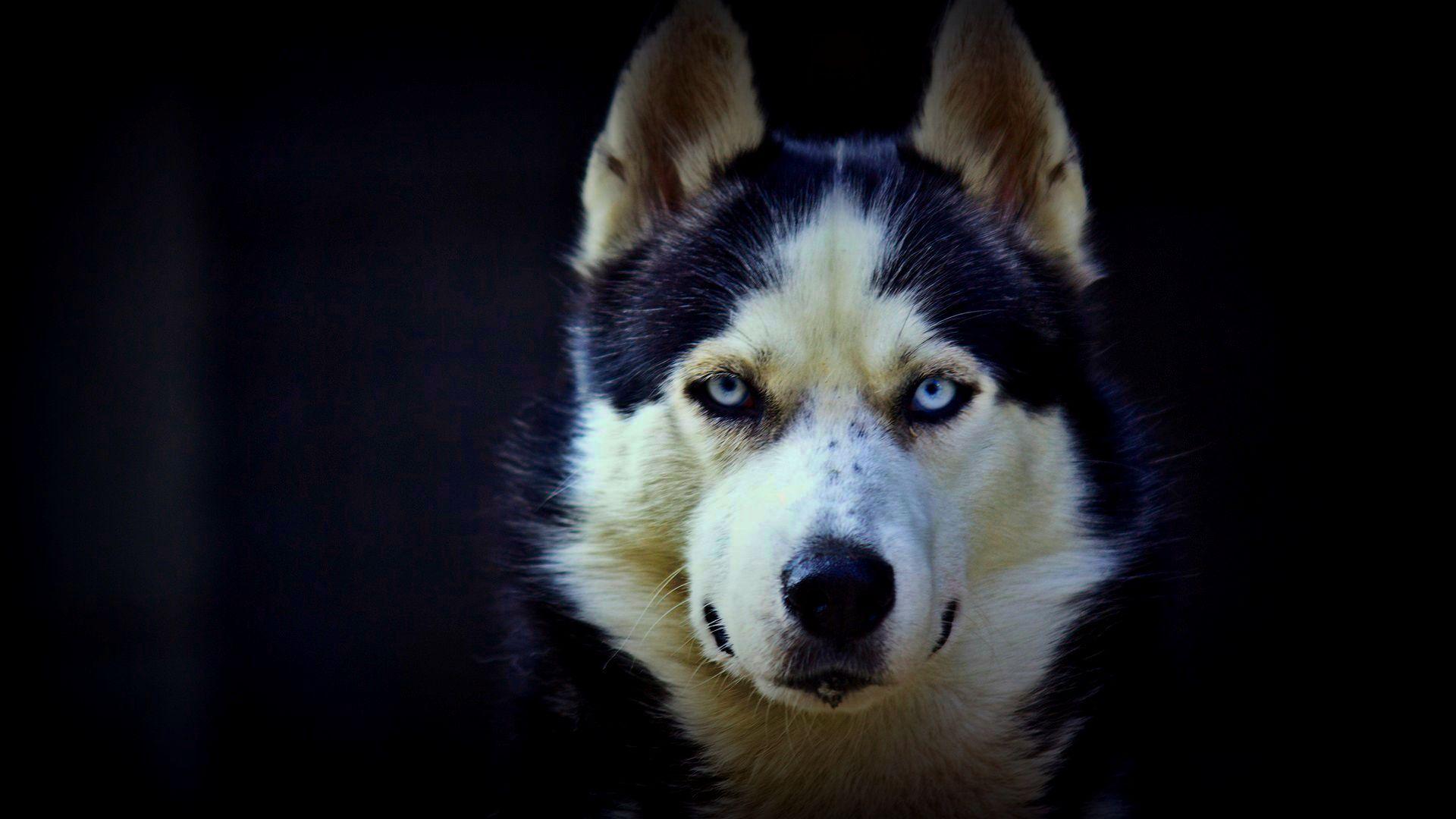 1920x1080 Husky Wallpaper