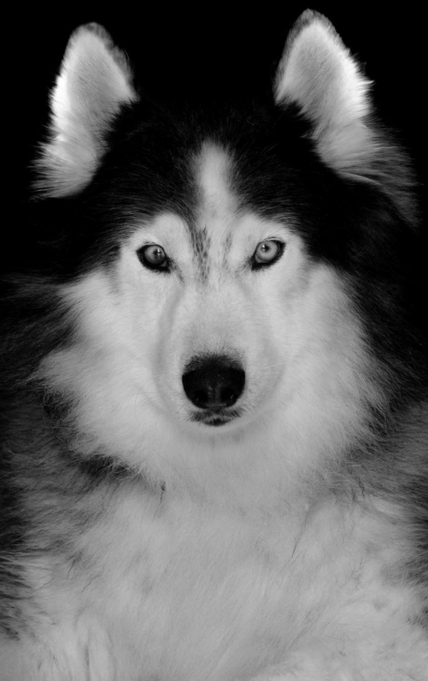 840x1336 Download 840x1336 wallpaper siberian husky, pet, dog, art, iphone