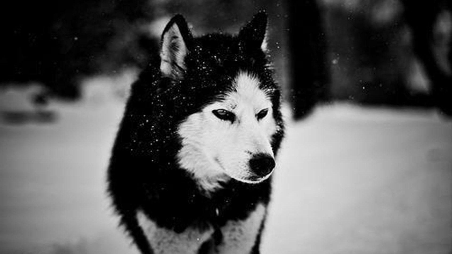 1920x1080 Download Free Siberian Husky Wallpaper