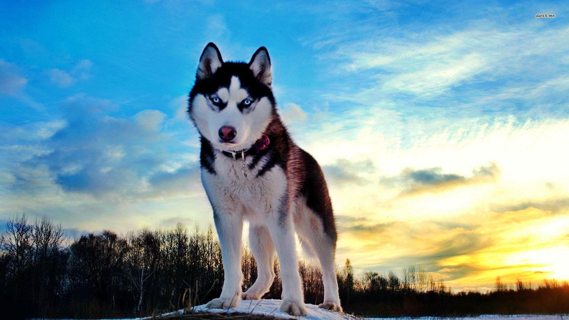 1920x1080 Siberian Husky wallpaperx1080