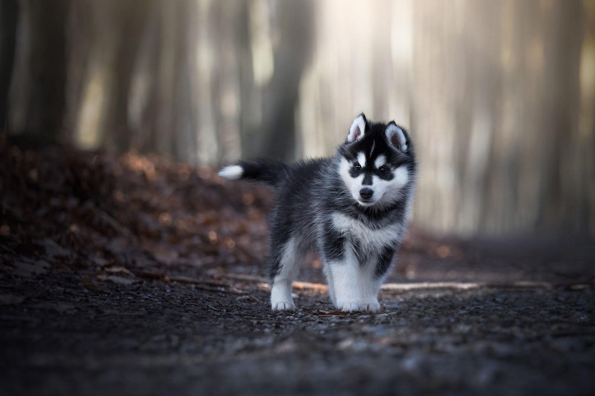 1920x1280 Husky Dogs Wallpaper