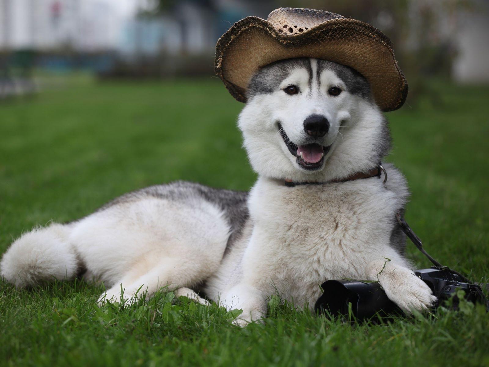 1600x1200 Funny Husky Dog HD Wallpaper