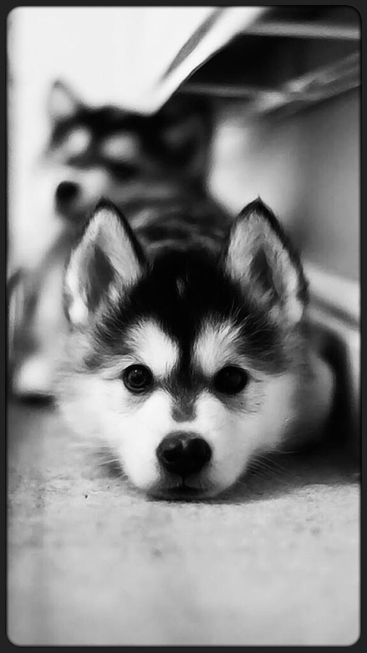 720x1280 Amazing HD Alaskan Husky Wallpaper for Android