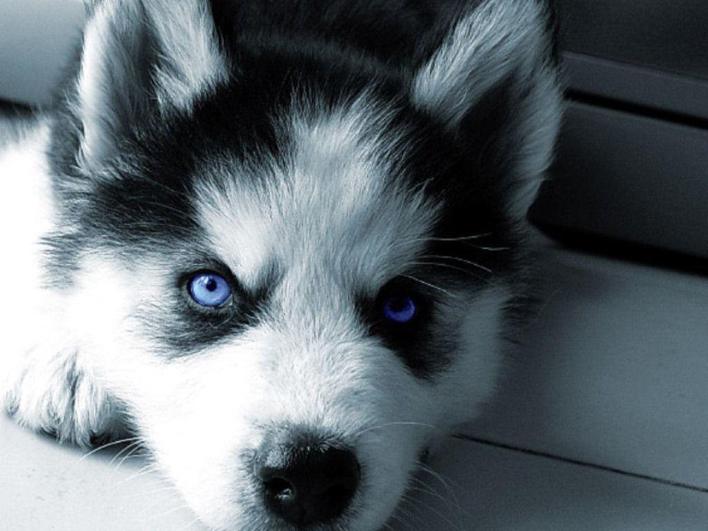1024x768 Free download Siberian Husky Wide Wallpaper HD 38 Siberian Husky