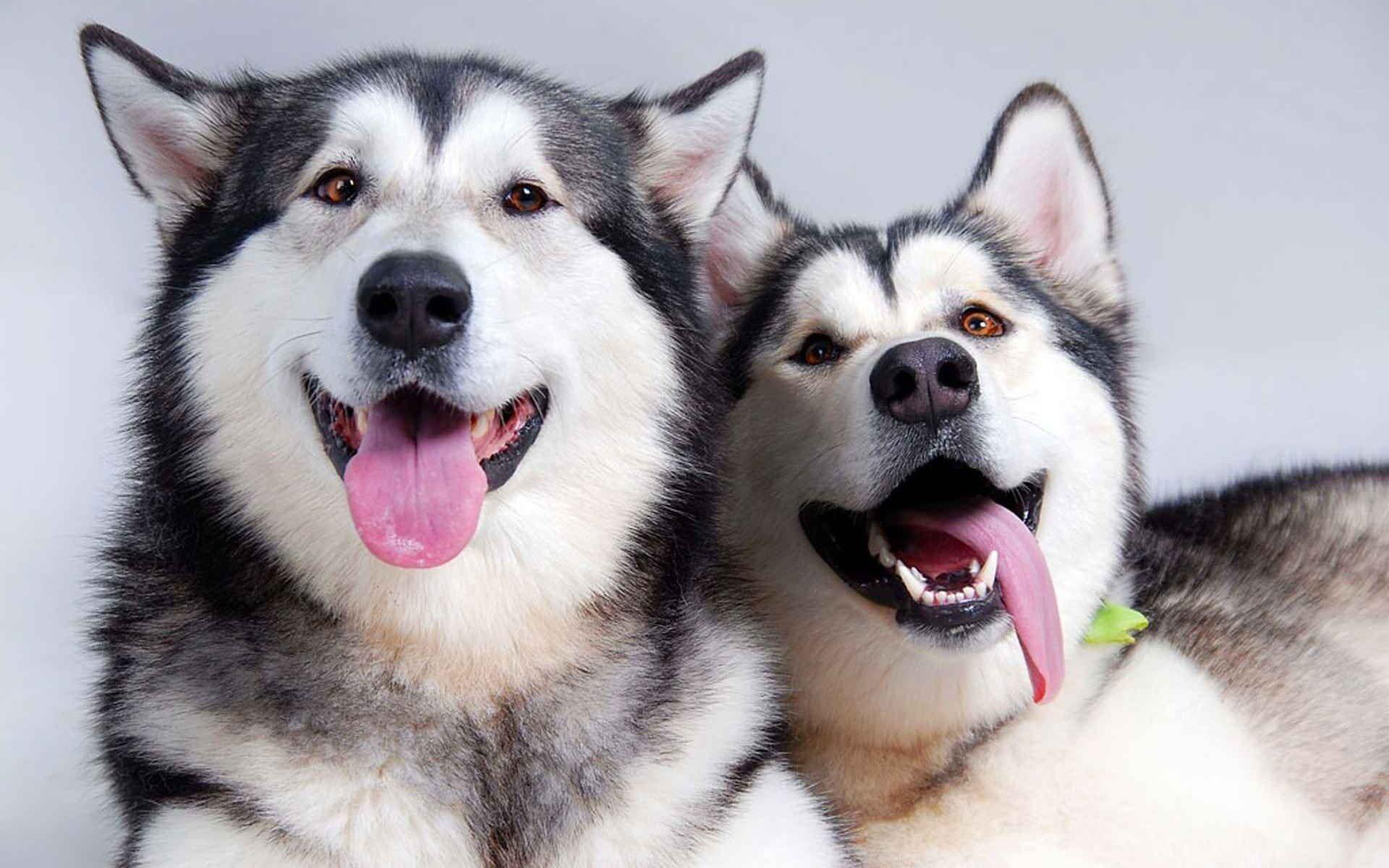 Hãy khám phá những bức tranh hình nền đẹp về loài chó Alaska Husky của chúng tôi. Với những bức hình này, bạn sẽ được chiêm ngưỡng vẻ đẹp kiêu hãnh của loài chó này. Hãy để chúng tôi giúp bạn đưa những hình ảnh tuyệt vời này đến máy tính của bạn.