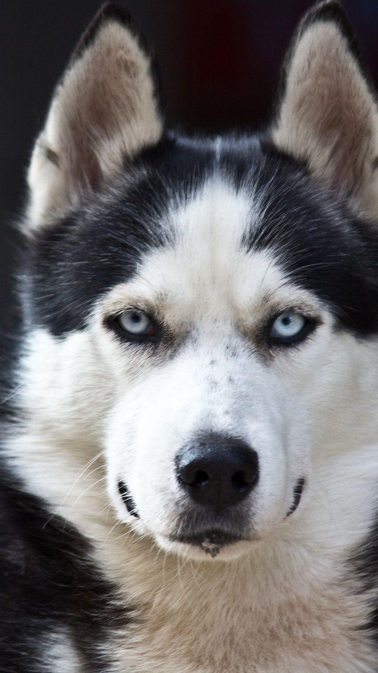 750x1334 Wallpaper Husky dog, blue eyes, white black 2560x1600 HD Picture