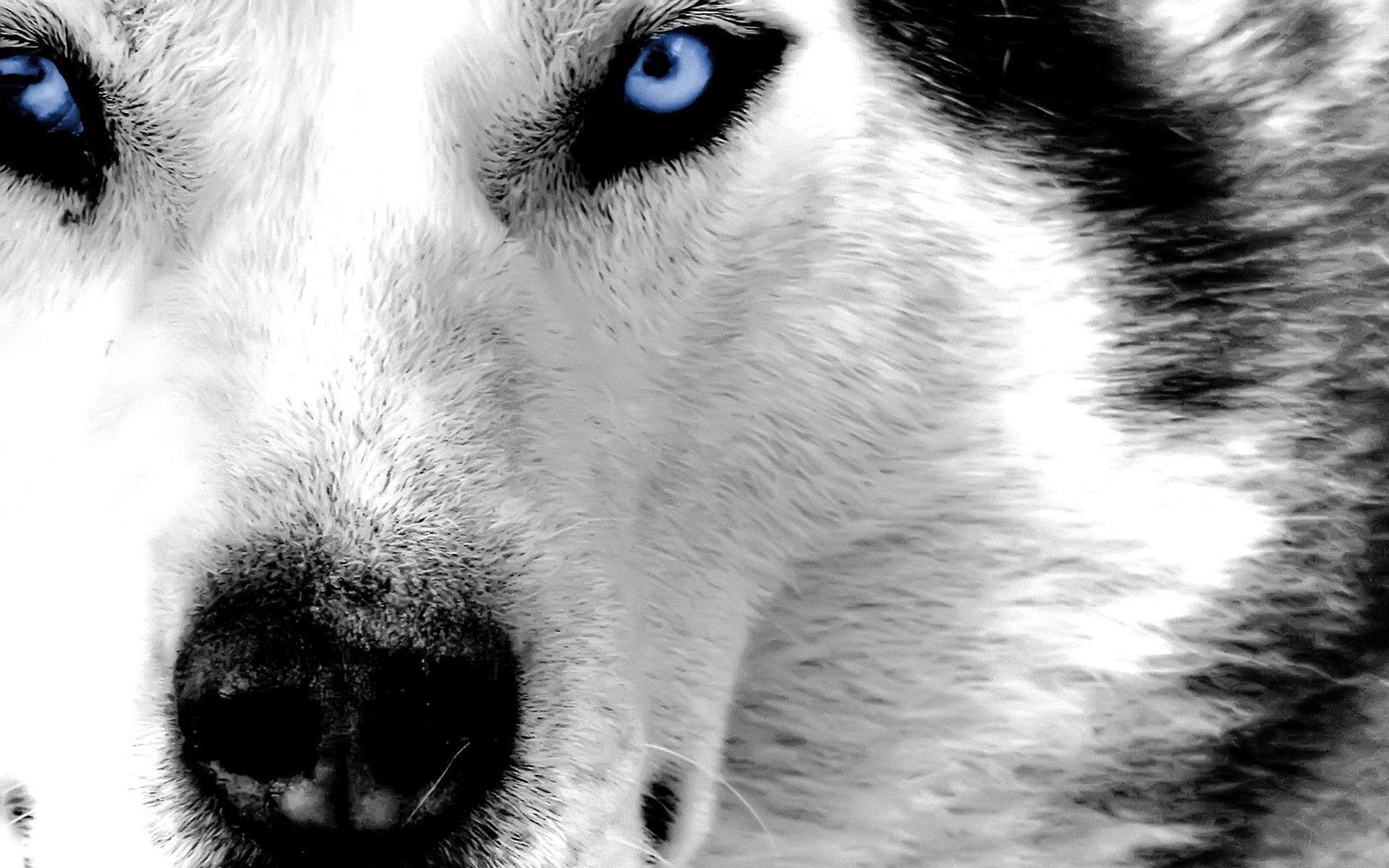 Black Husky Wallpapers - Top Free Black Husky Backgrounds - WallpaperAccess