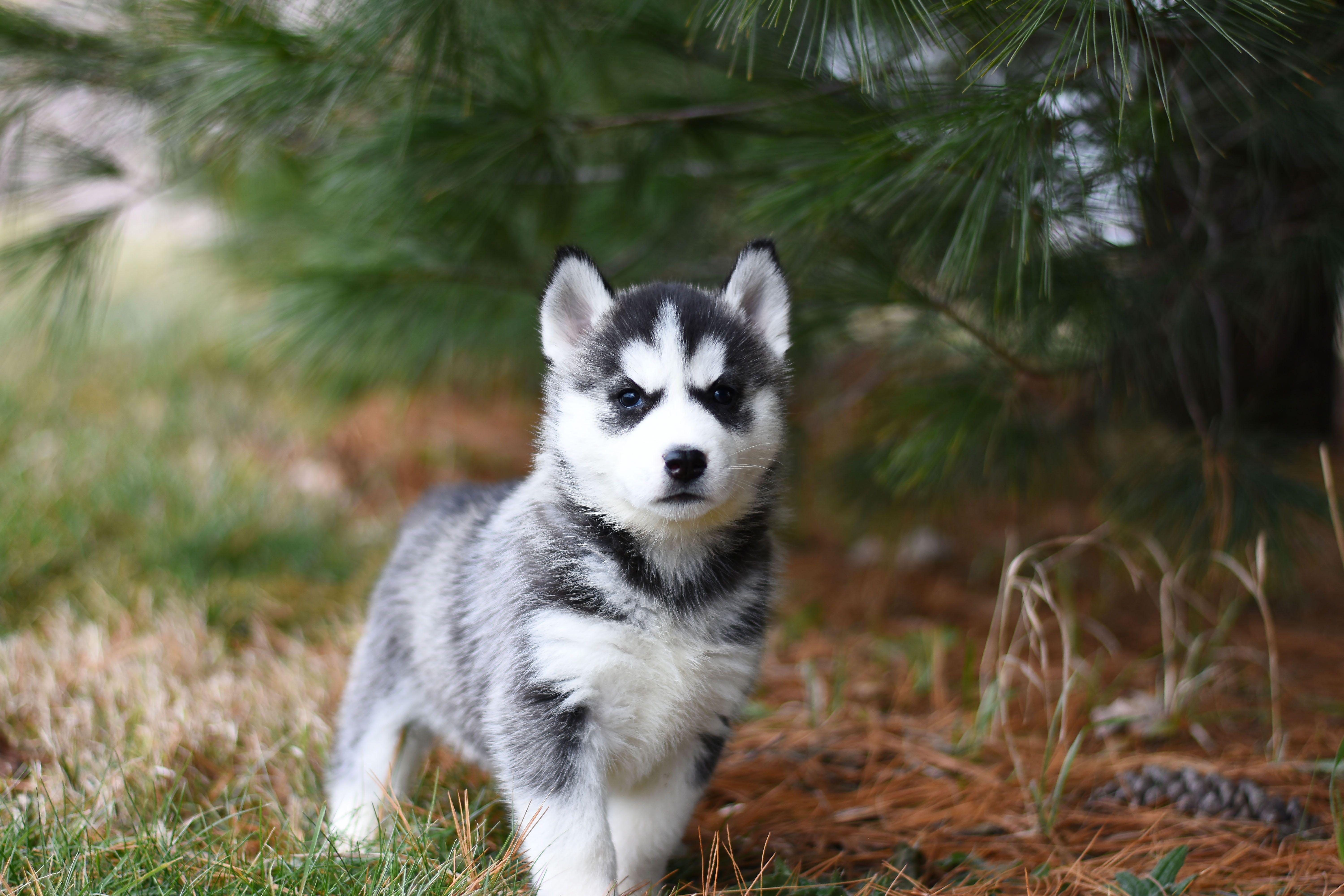 Black Husky Wallpapers - Top Free Black Husky Backgrounds - WallpaperAccess