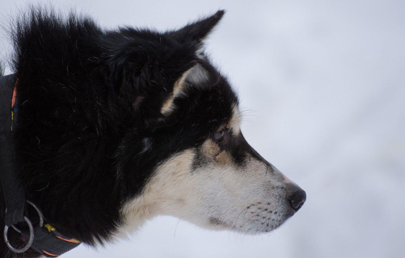 1332x850 Wallpaper white, snow, Dog, black, husky, Siberia image