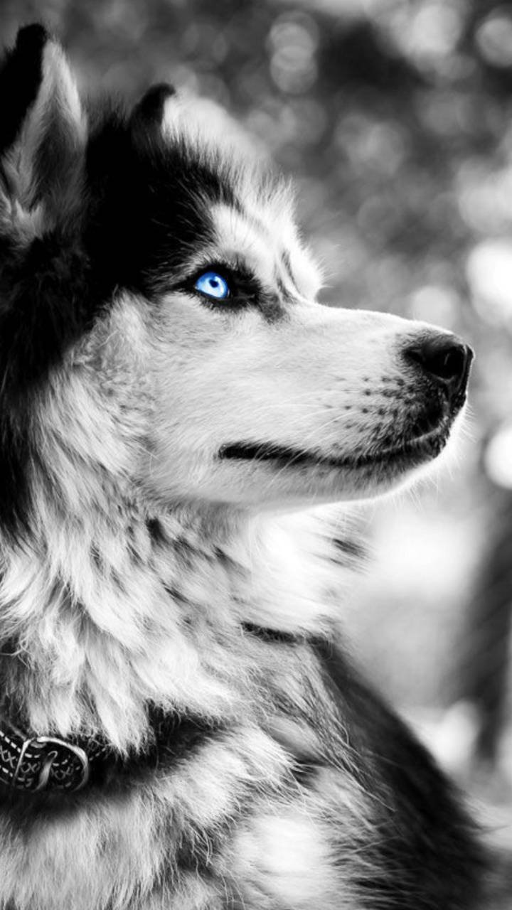 720x1280 nice husky wallpaper