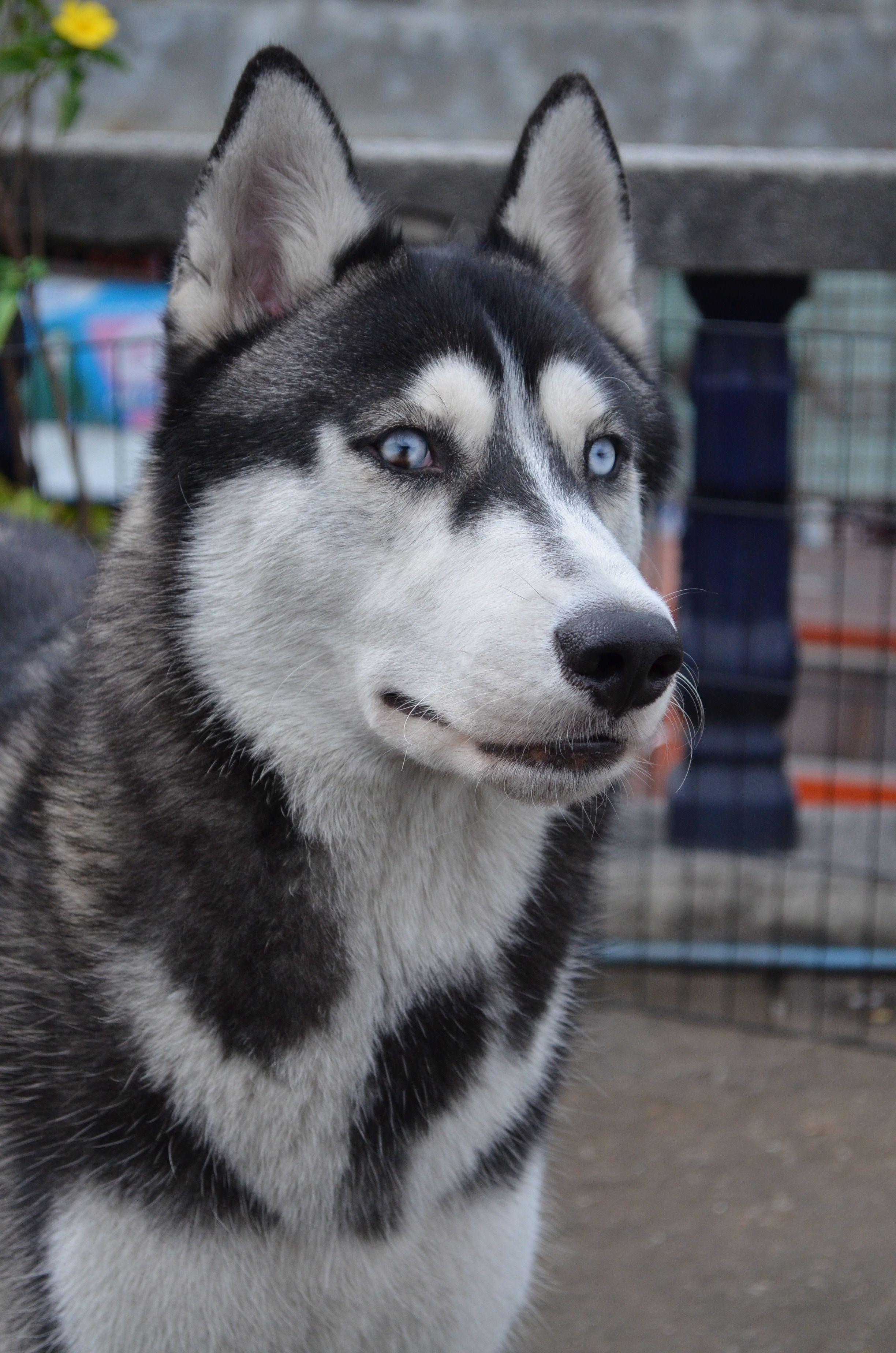 2448x3696 black and white siberian husky free image