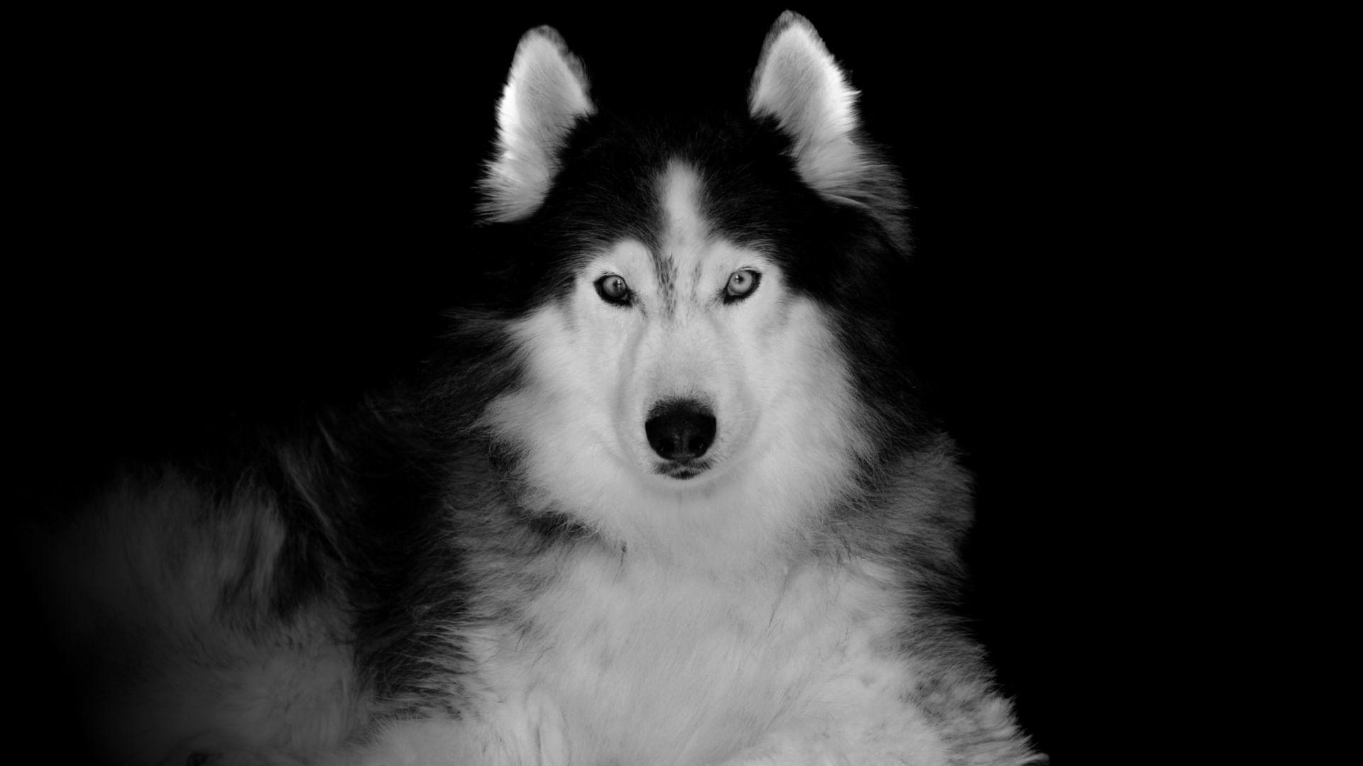1920x1080 Desktop wallpaper siberian husky, pet, dog, art, HD image, picture