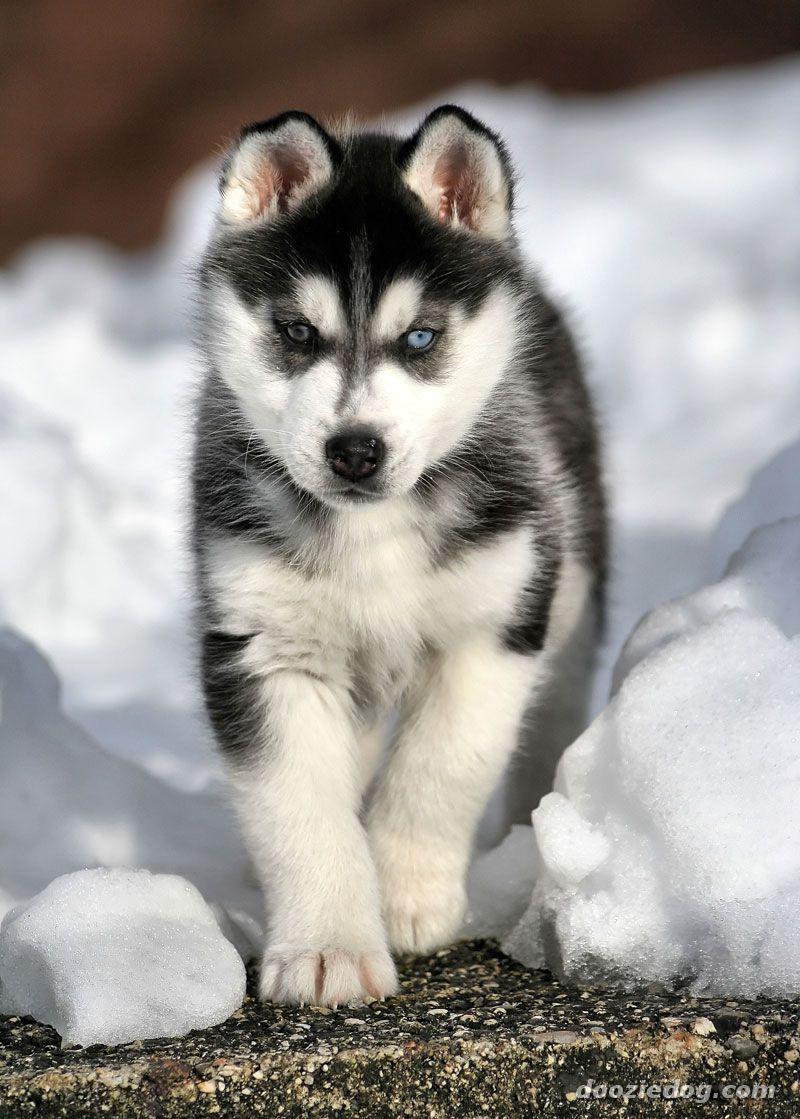 800x1119 Walking Siberian Husky dog photo and wallpaper. Beautiful Walking