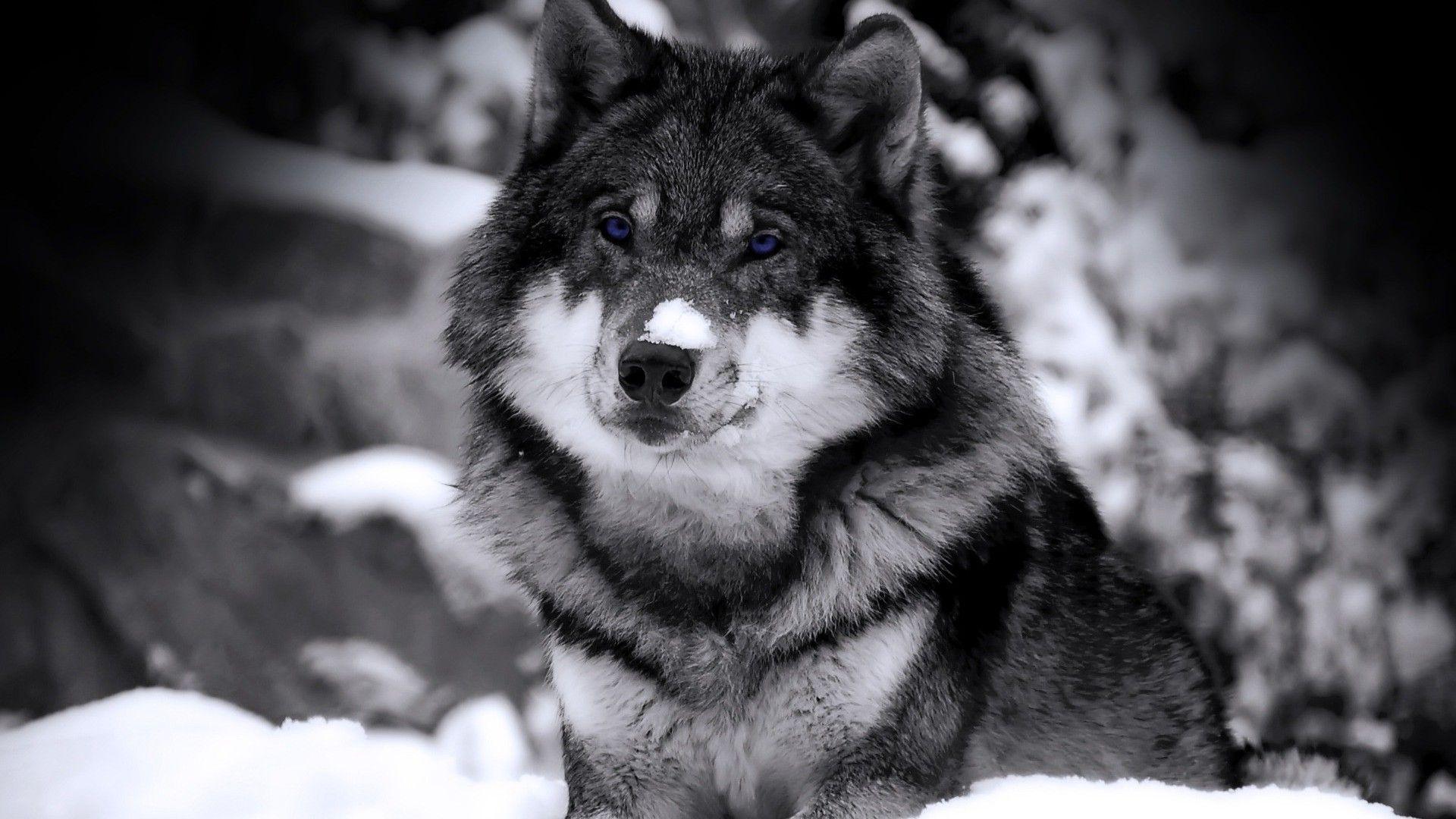 1920x1080 Siberian Husky Background Free Download