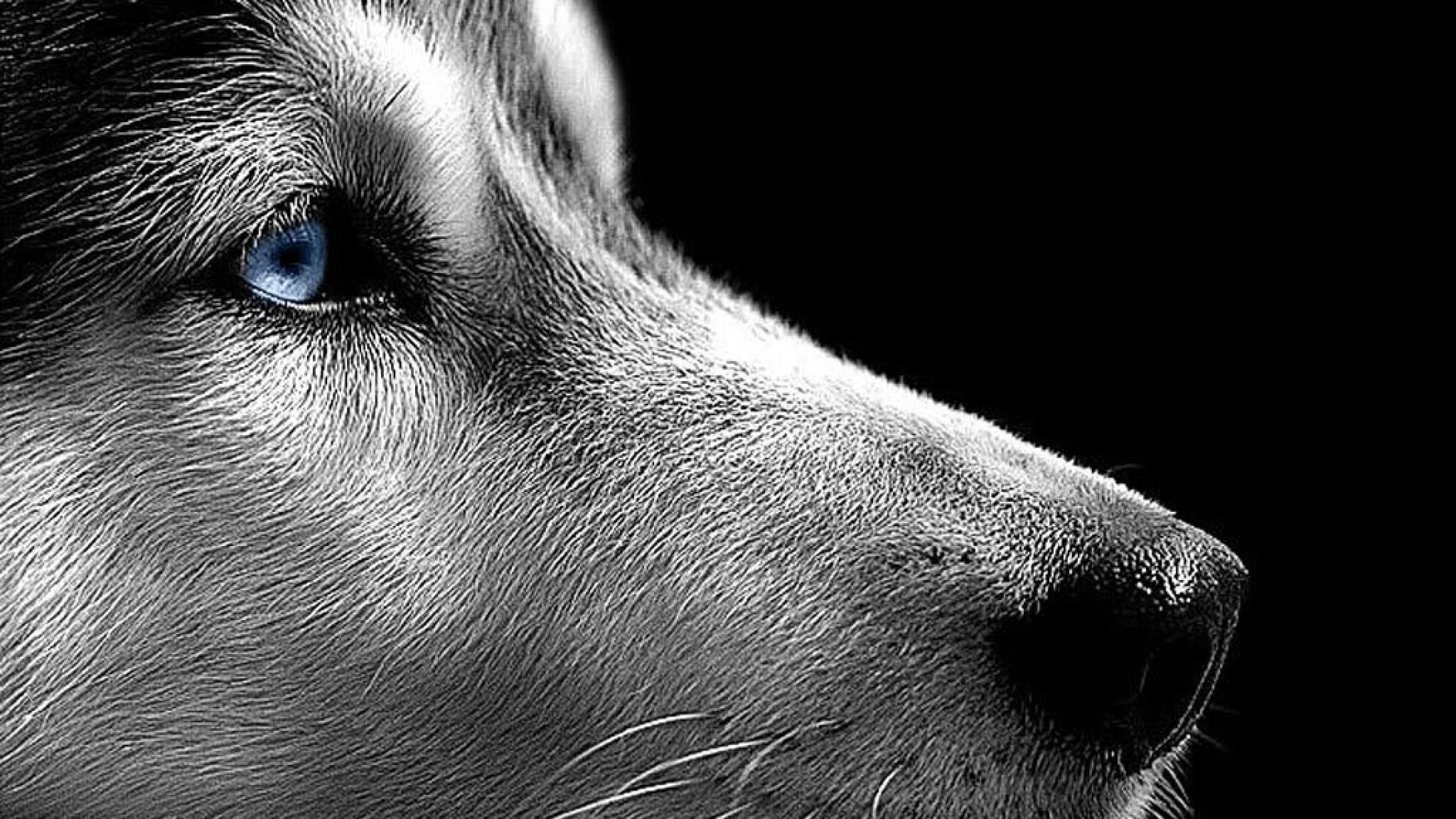 2560x1440 Hd Siberian Husky Wallpaper HD Siberian Husky Wallpaper
