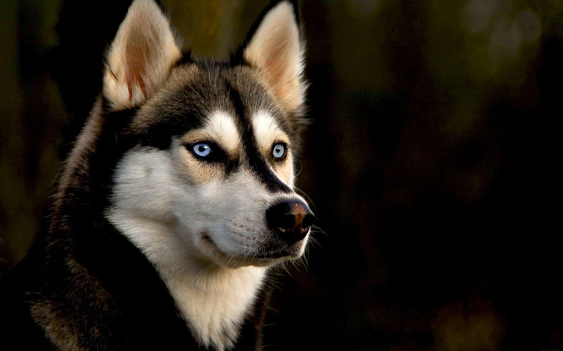 1920x1200 Husky wallpaper HD for desktop background