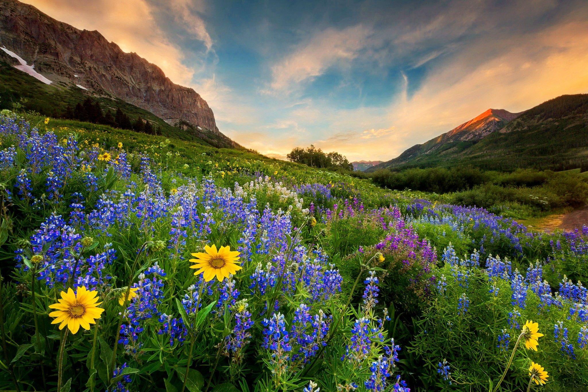 2048x1365 Dãy núi: Núi Đồng cỏ Mùa xuân Đồi hoa Bầu trời Hoa dại