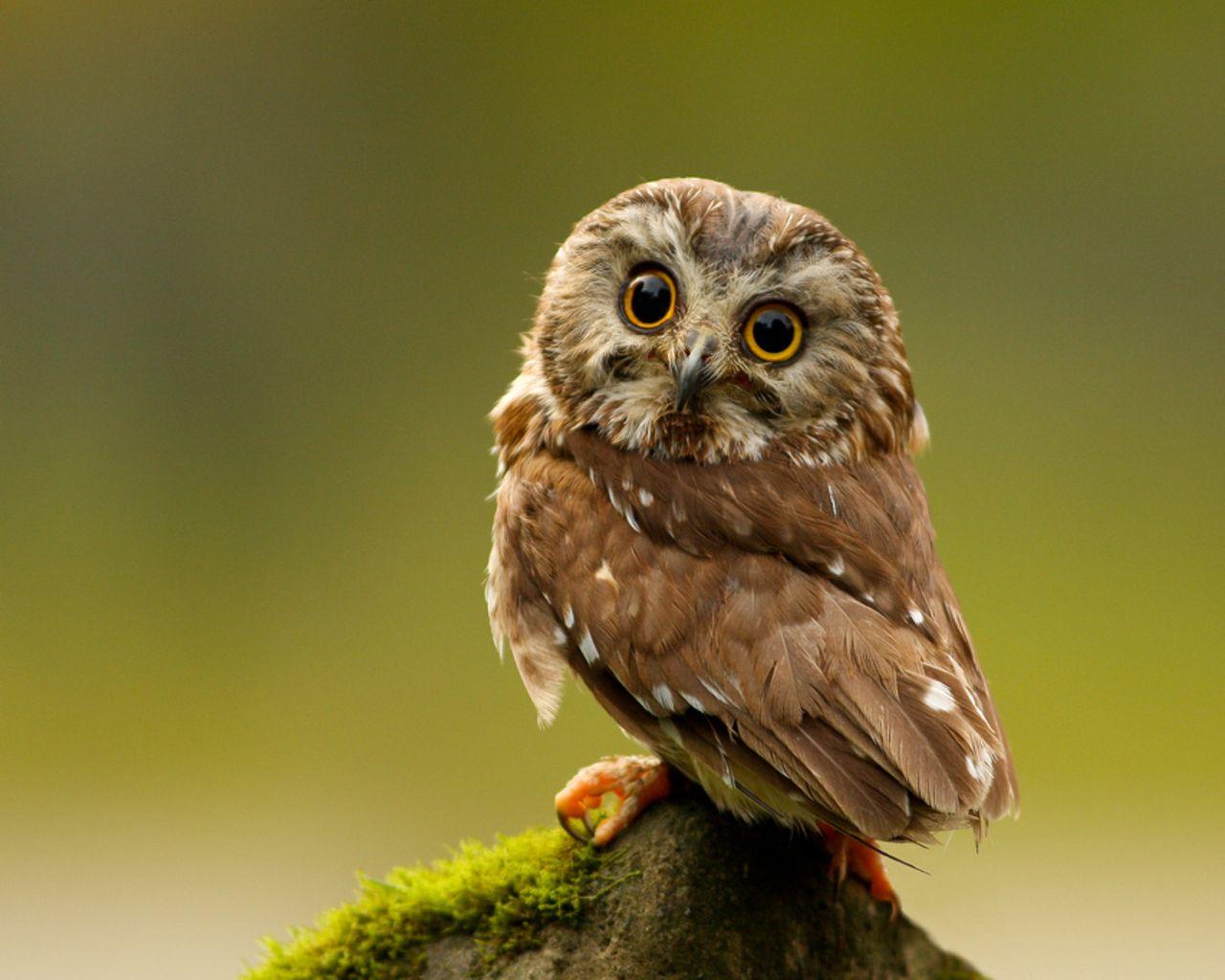 1280x1024 Cute Owl wallpaperx1024