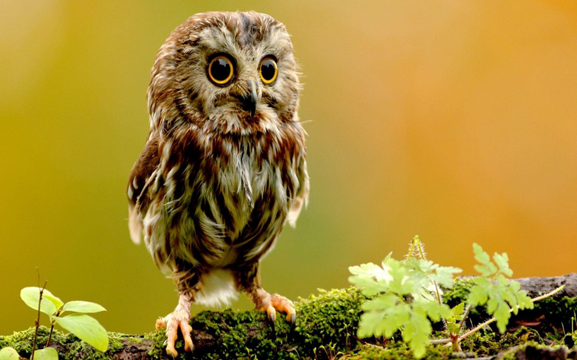 1920x1200 Owls Wallpaper