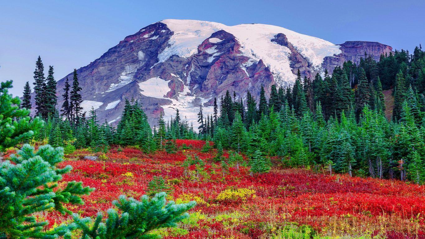 Núi 1366x768: Núi tuyết hùng vĩ Cỏ hoa dại Đỉnh đẹp