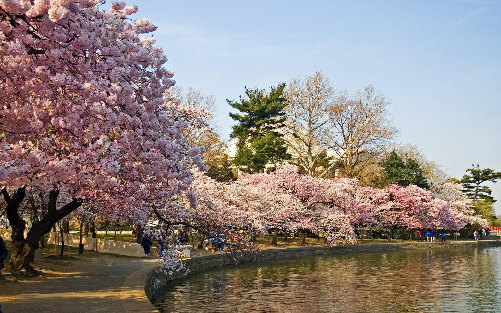 1920x1200 Other: Walk Park Photography Wet Sky Water Pink Trees Nature Beauty