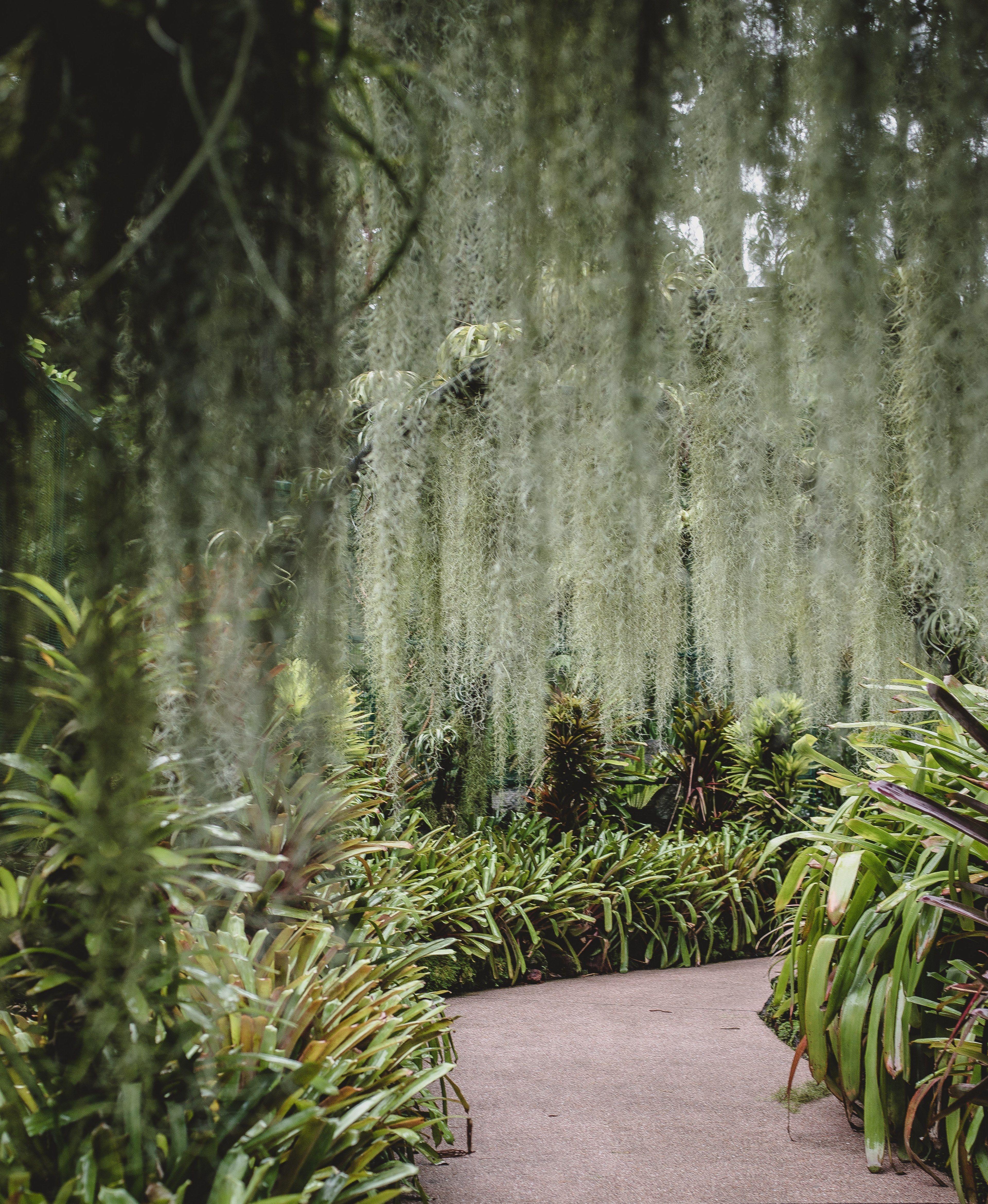 3840x4680 Wallpaper / singapore botanic garden 4k wallpaper