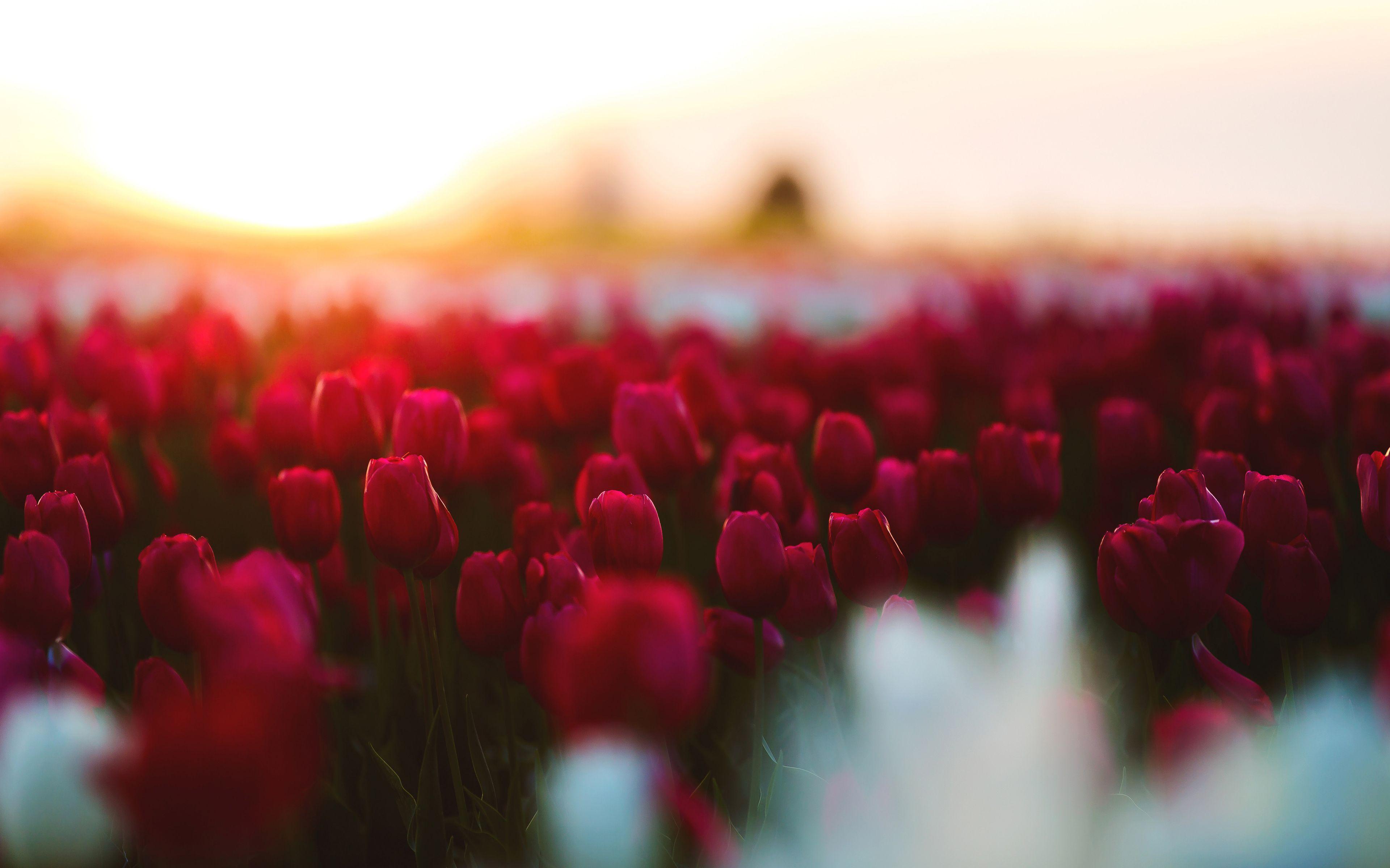 3840x2400 Tulips Garden 4K Wallpaper Download Resolution 4K Wallpaper