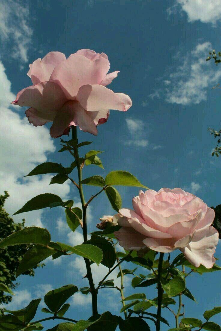736x1104 Roses Aesthetic Wallpaper