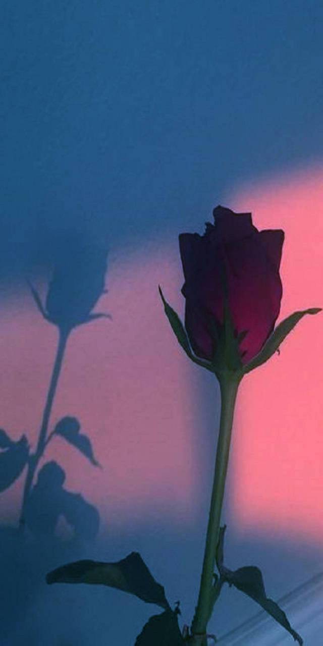 Blue Rose Aesthetic Wallpapers Top Free Blue Rose Aesthetic