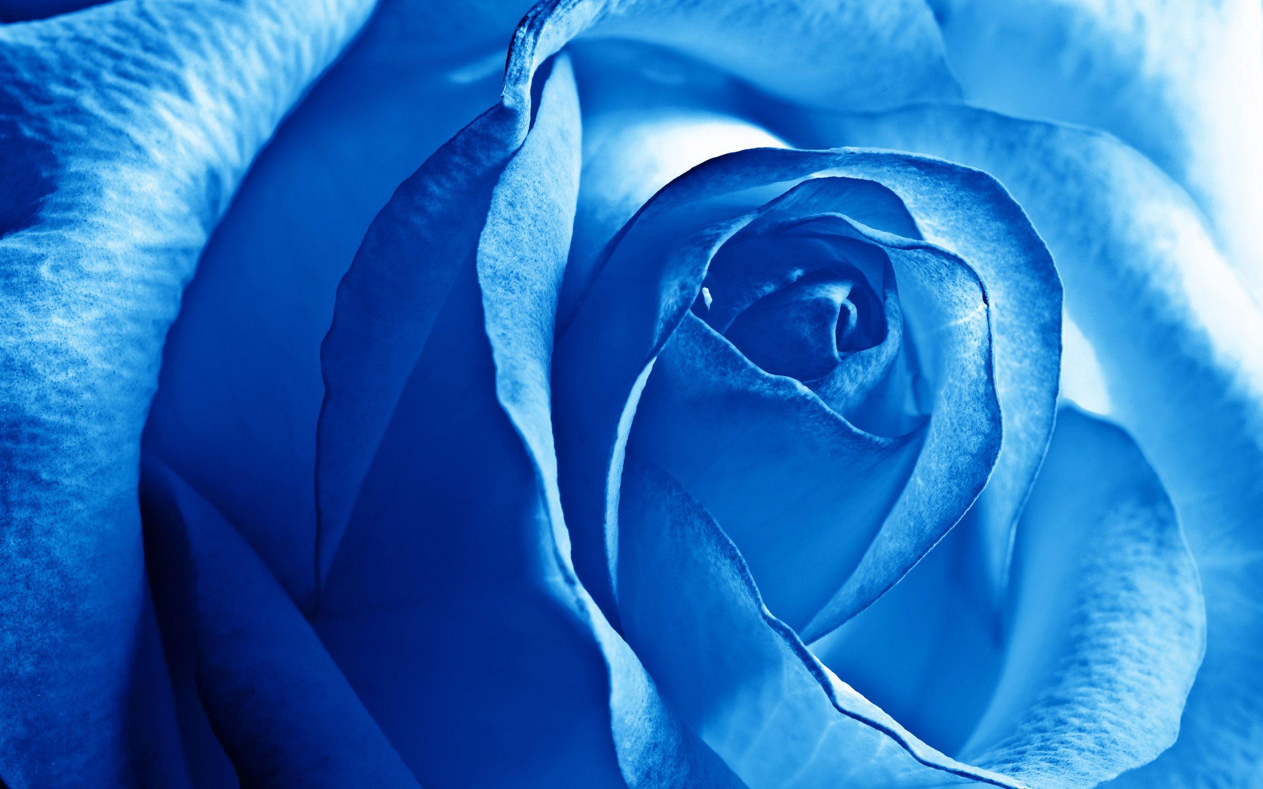 2560x1600 Free download Blue Rose Wallpaper HD Wallpaper [2560x1600]