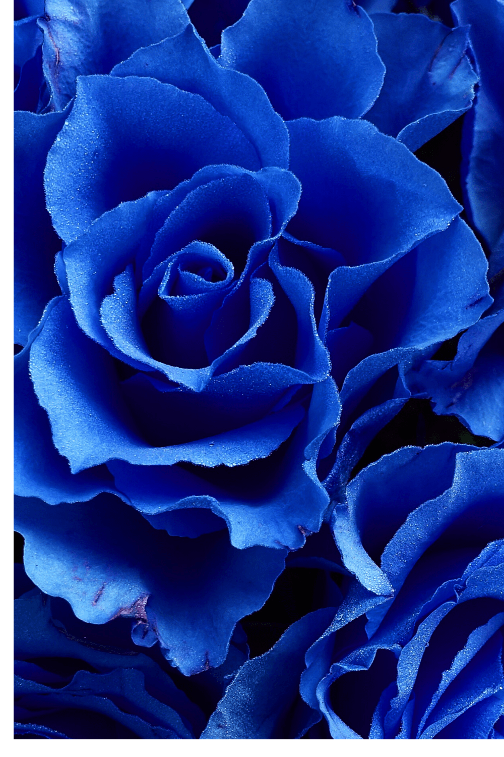 Blue Rose Aesthetic Wallpapers - Top Free Blue Rose Aesthetic ...