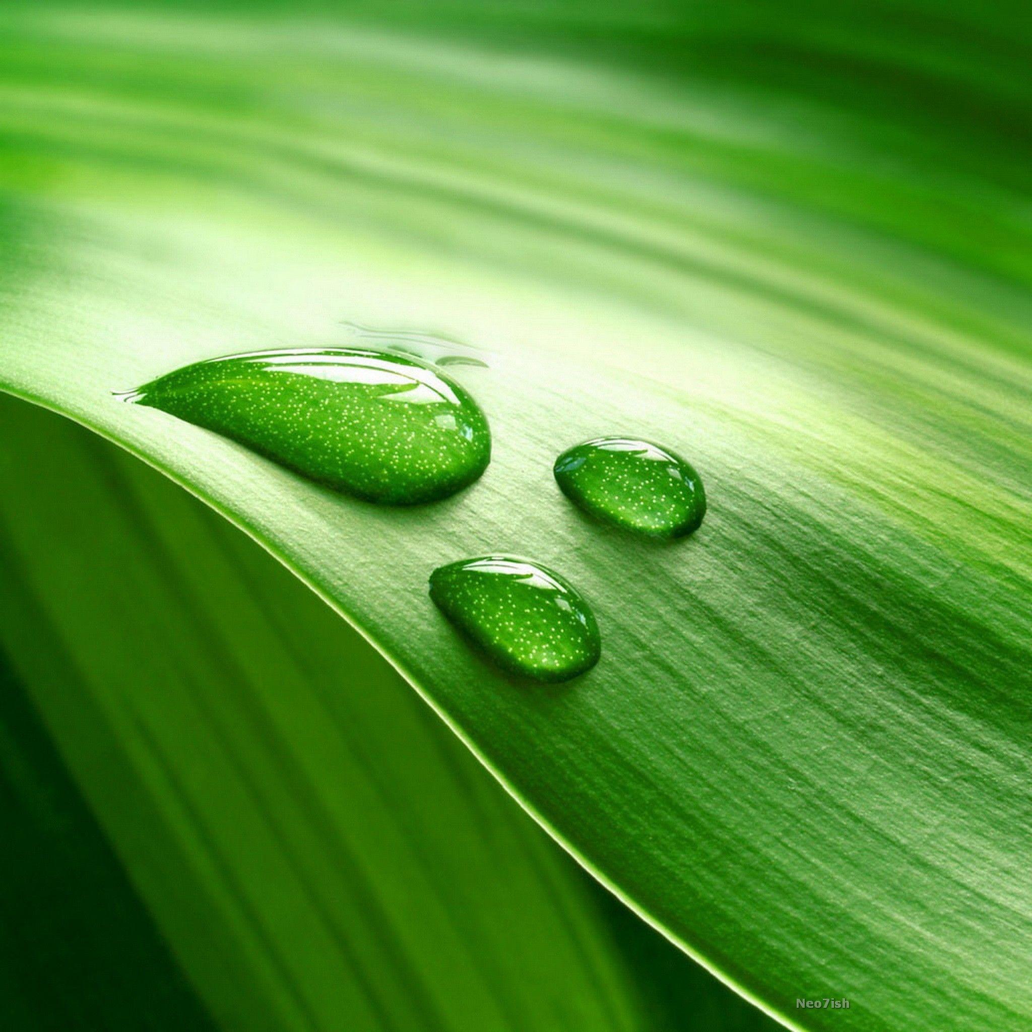 2048x2048 ༺♥༻ Drops ༺♥༻. iPad air wallpaper, Green nature, Nature wallpaper