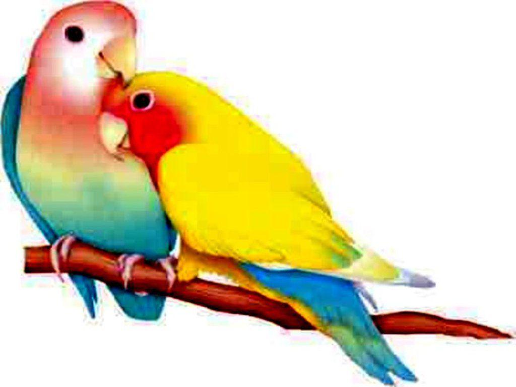 1024x768 Free download Pics Photo Cute Love Birds HD Wallpaper Cute Love
