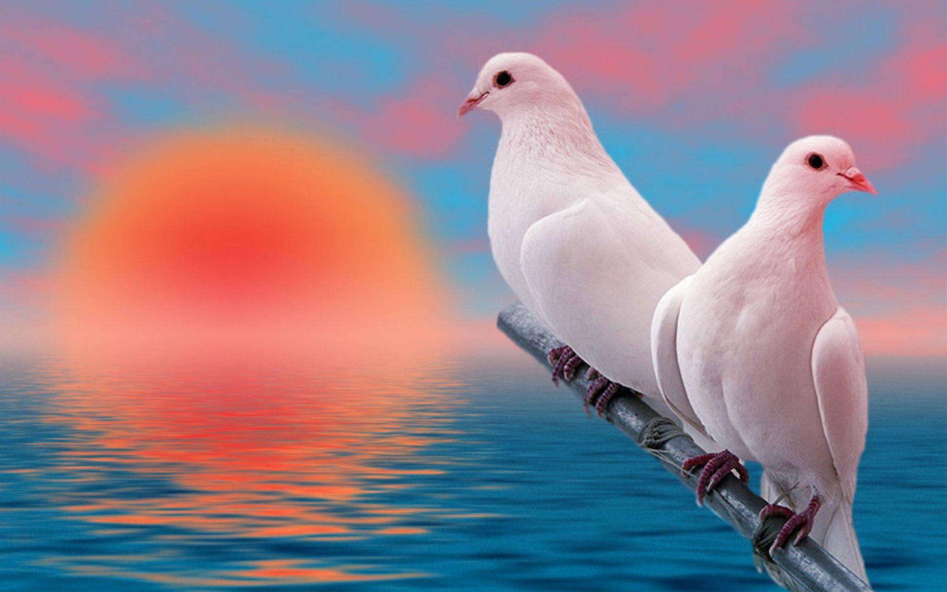 1920x1200 Cute Bird Wallpaper