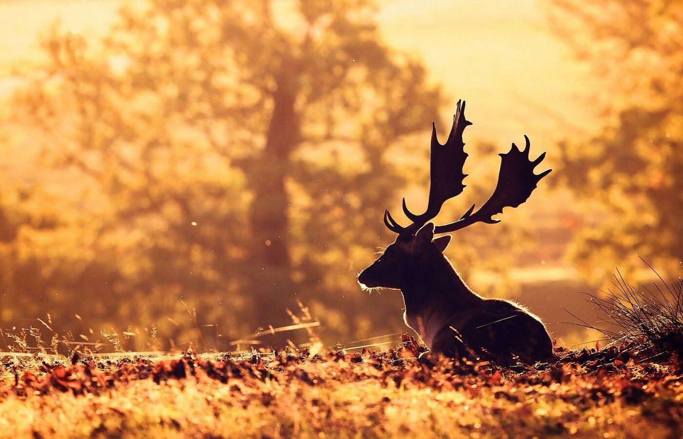 1400x900 Deer 1400x900 Resolution HD 4k Wallpaper, Image