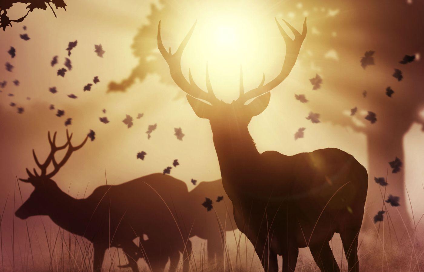 1400x900 Mystic Deer 1400x900 Resolution HD 4k Wallpaper, Image