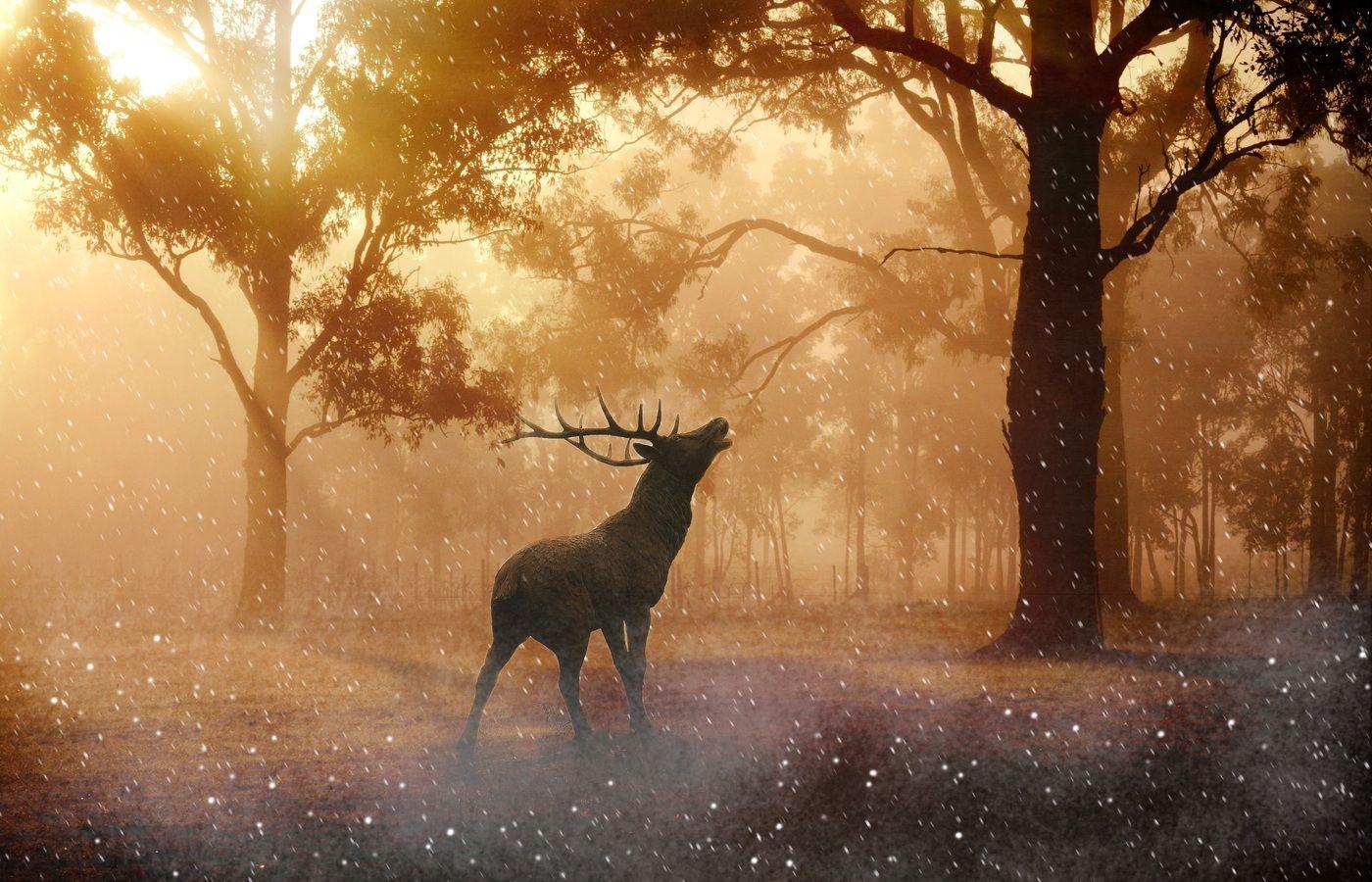 1400x900 Deer Wild Nature Forest 4k 1400x900 Resolution HD 4k