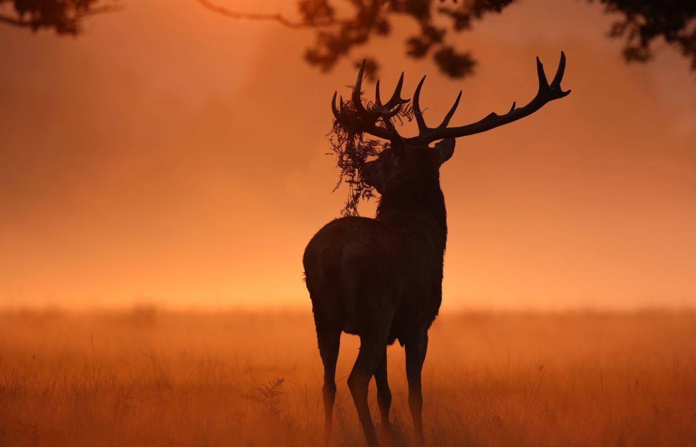 1400x900 Deer Sunlight Nature 1400x900 Resolution Wallpaper, HD