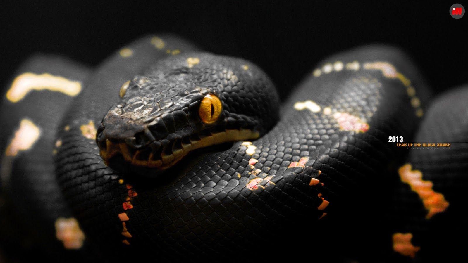 Scary Snake Wallpapers - Top Free Scary Snake Backgrounds - WallpaperAccess