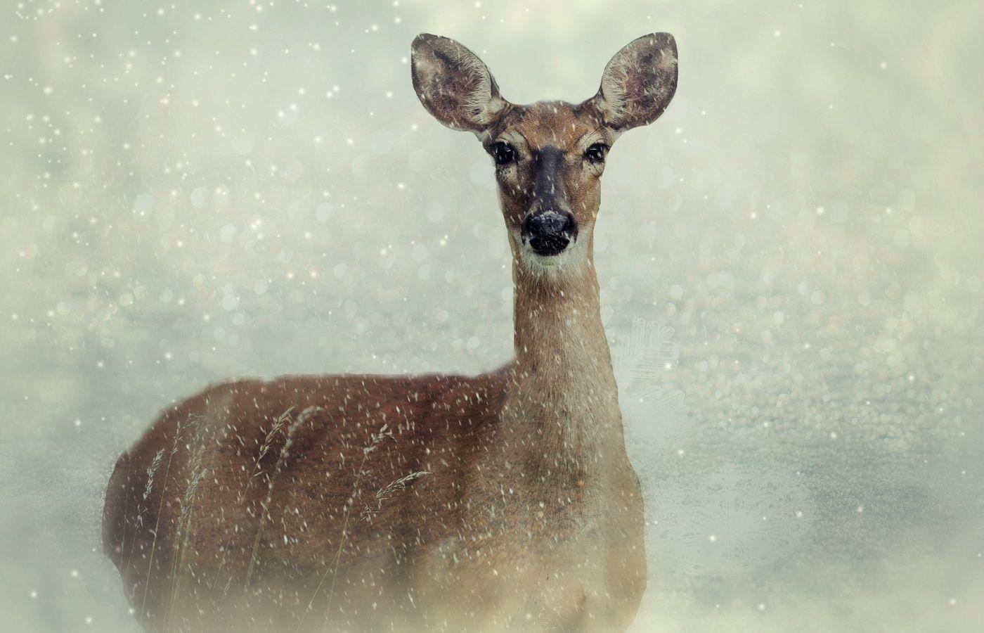 1400x900 Roe Deer 1400x900 Resolution HD 4k Wallpaper, Image