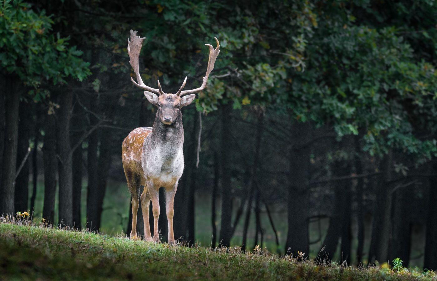 1400x900 Fallow Deer 1400x900 Resolution HD 4k Wallpaper, Image