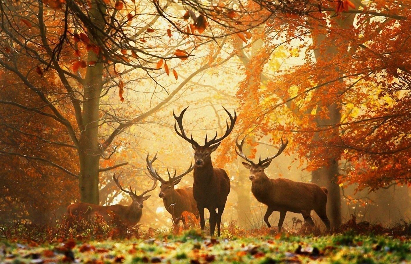 1400x900 deer, grass, leaves 1400x900 Resolution Wallpaper, HD