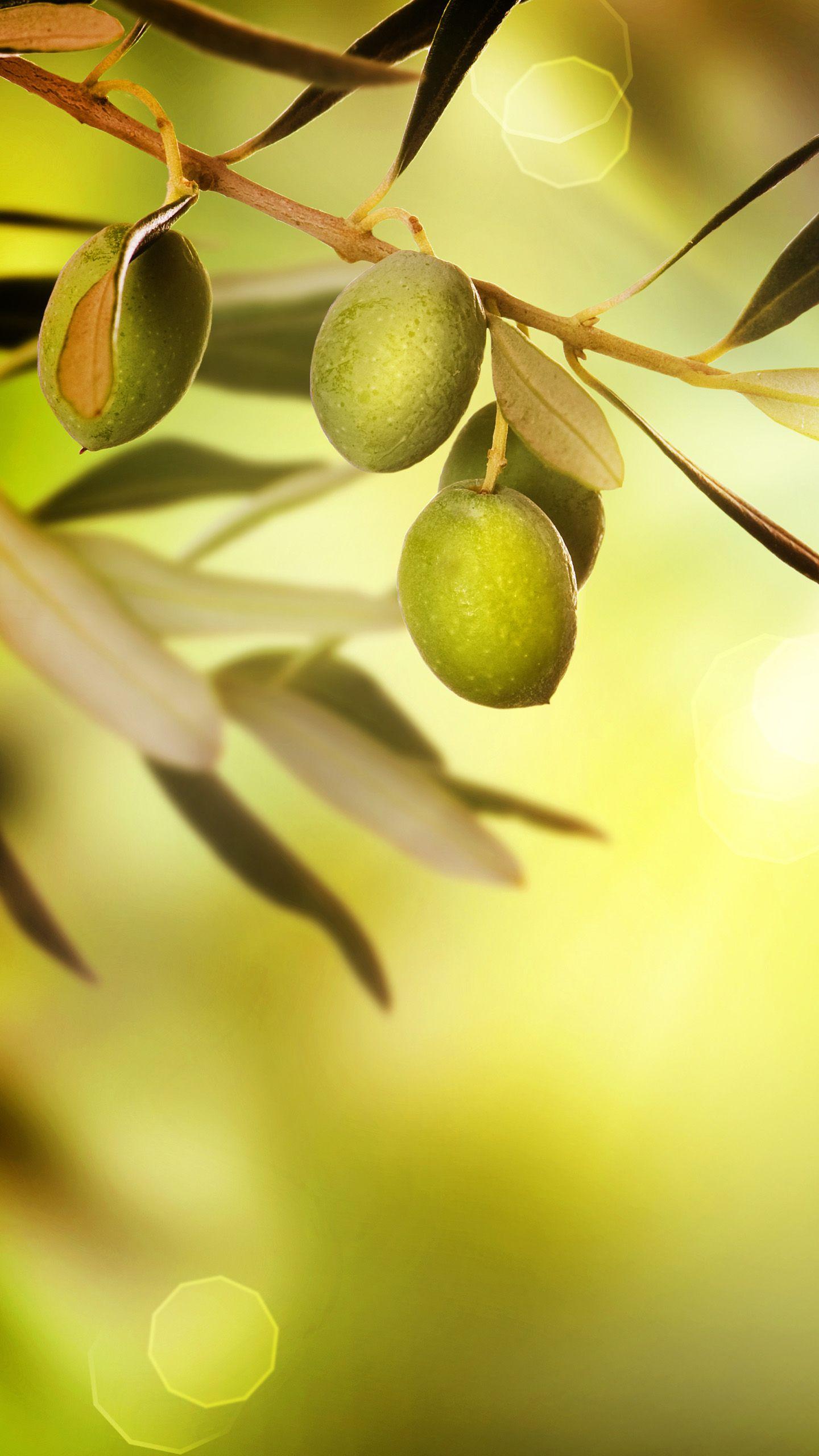 1440x2560 Olive Android Compatible Wallpaper
