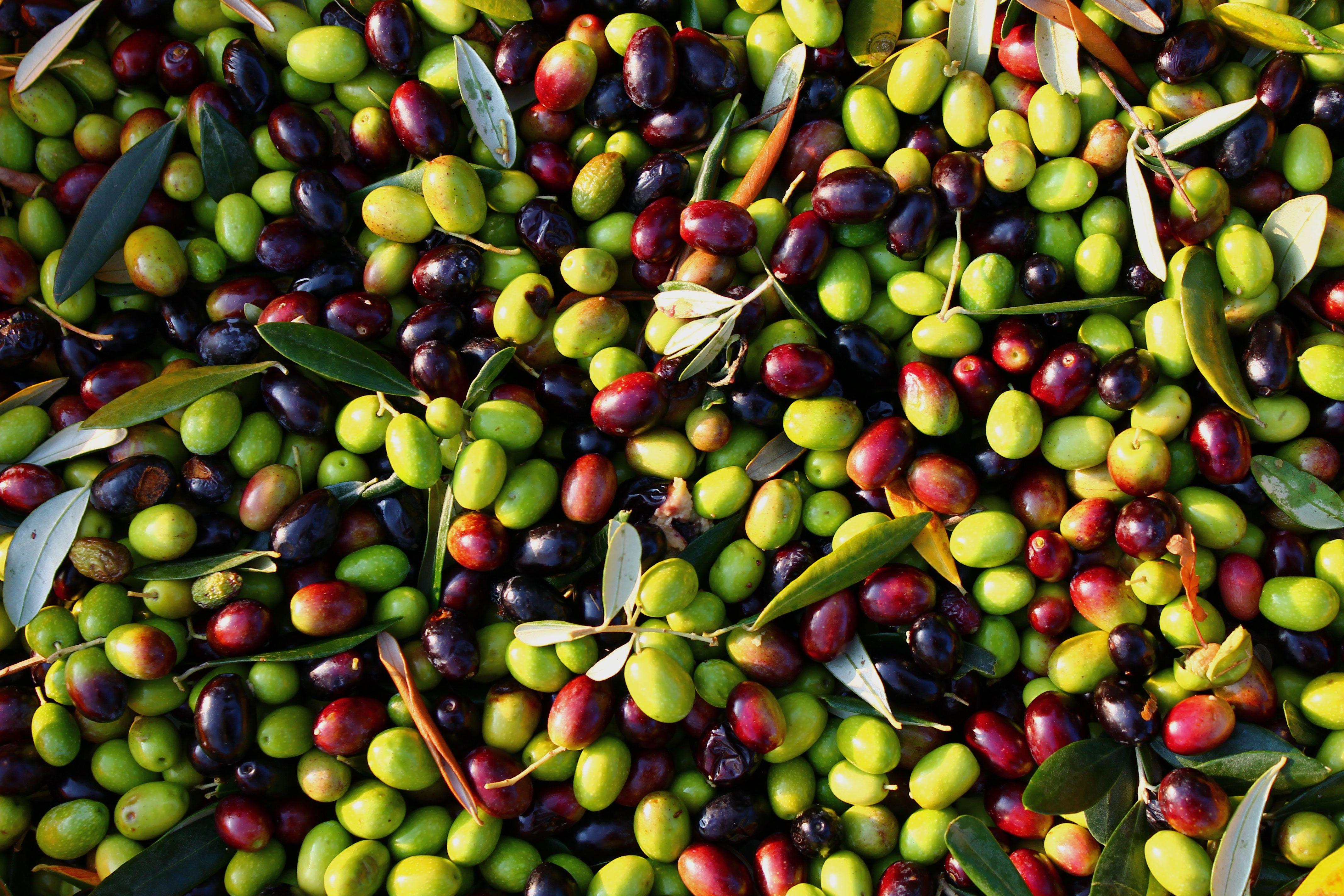 4272x2848 Most viewed Olive wallpaperK Wallpaper