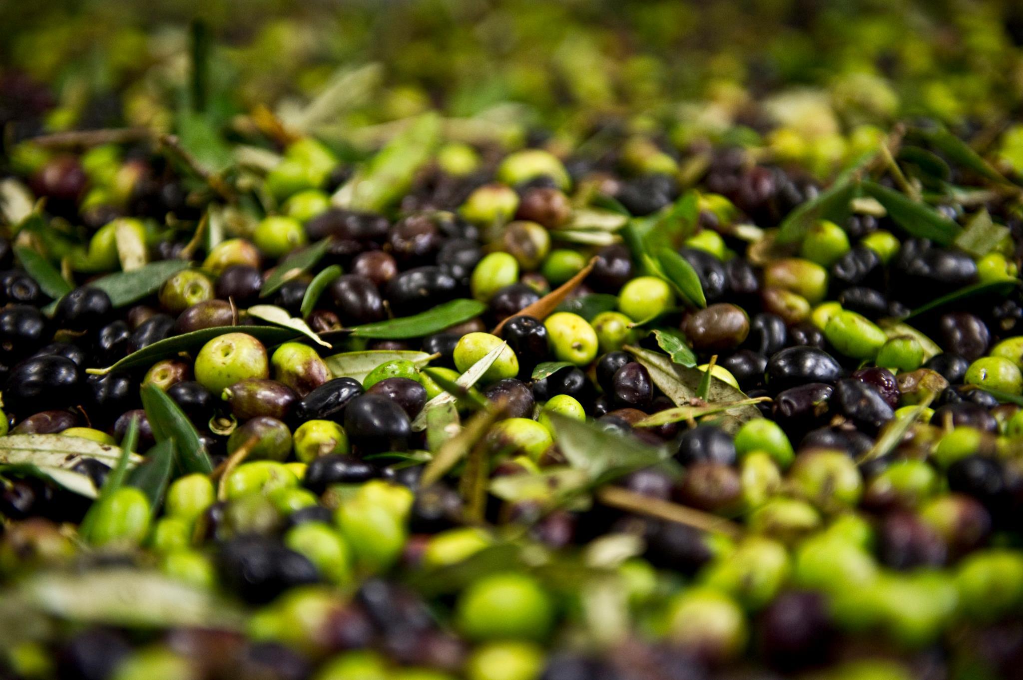 2048x1362 Olive wallpaper, Food, HQ Olive pictureK Wallpaper 2019