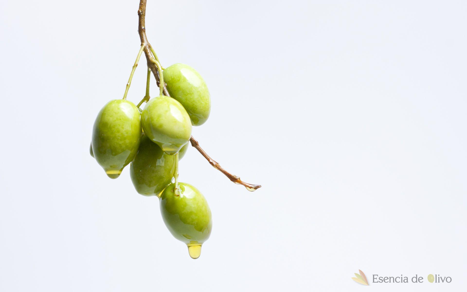 1920x1200 Olive Wallpaper