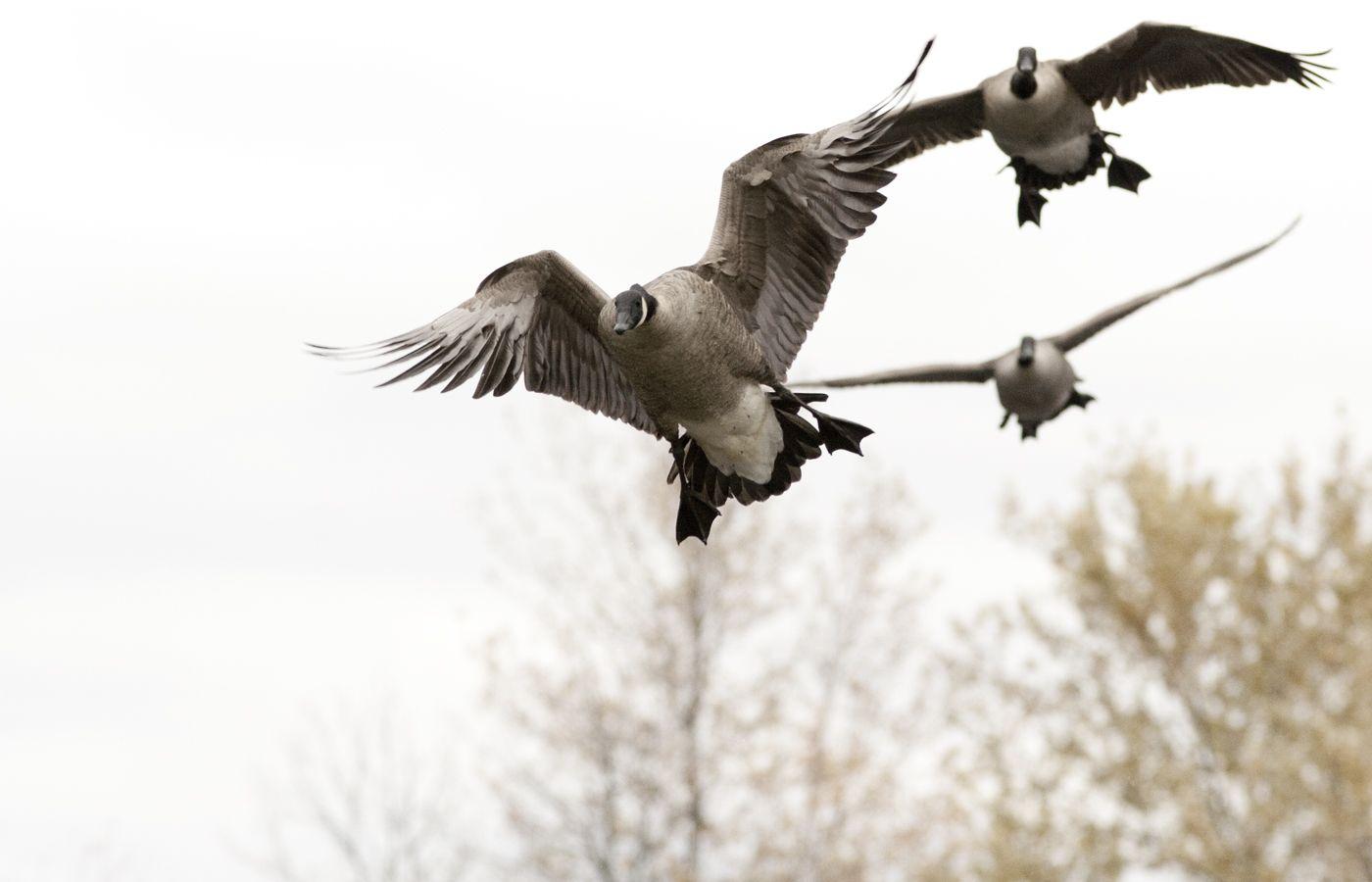 1400x900 Free download HD Wallpaper Duck Hunting 1024 X 768 91 Kb Jpeg HD