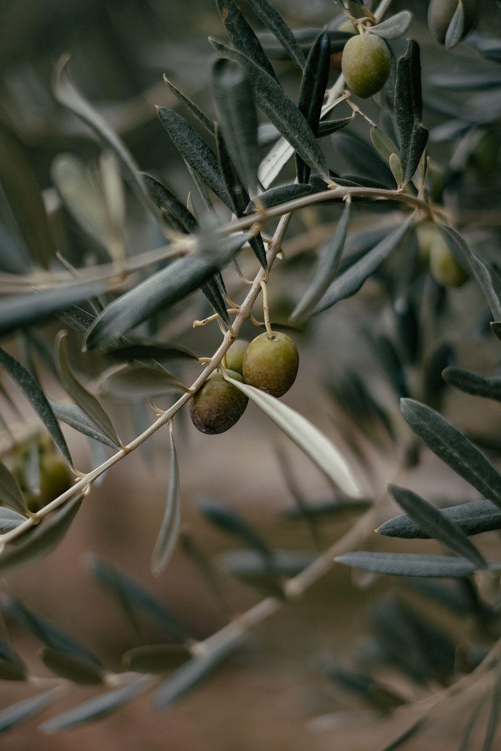 1000x1500 Olive Picture. Download Free Image