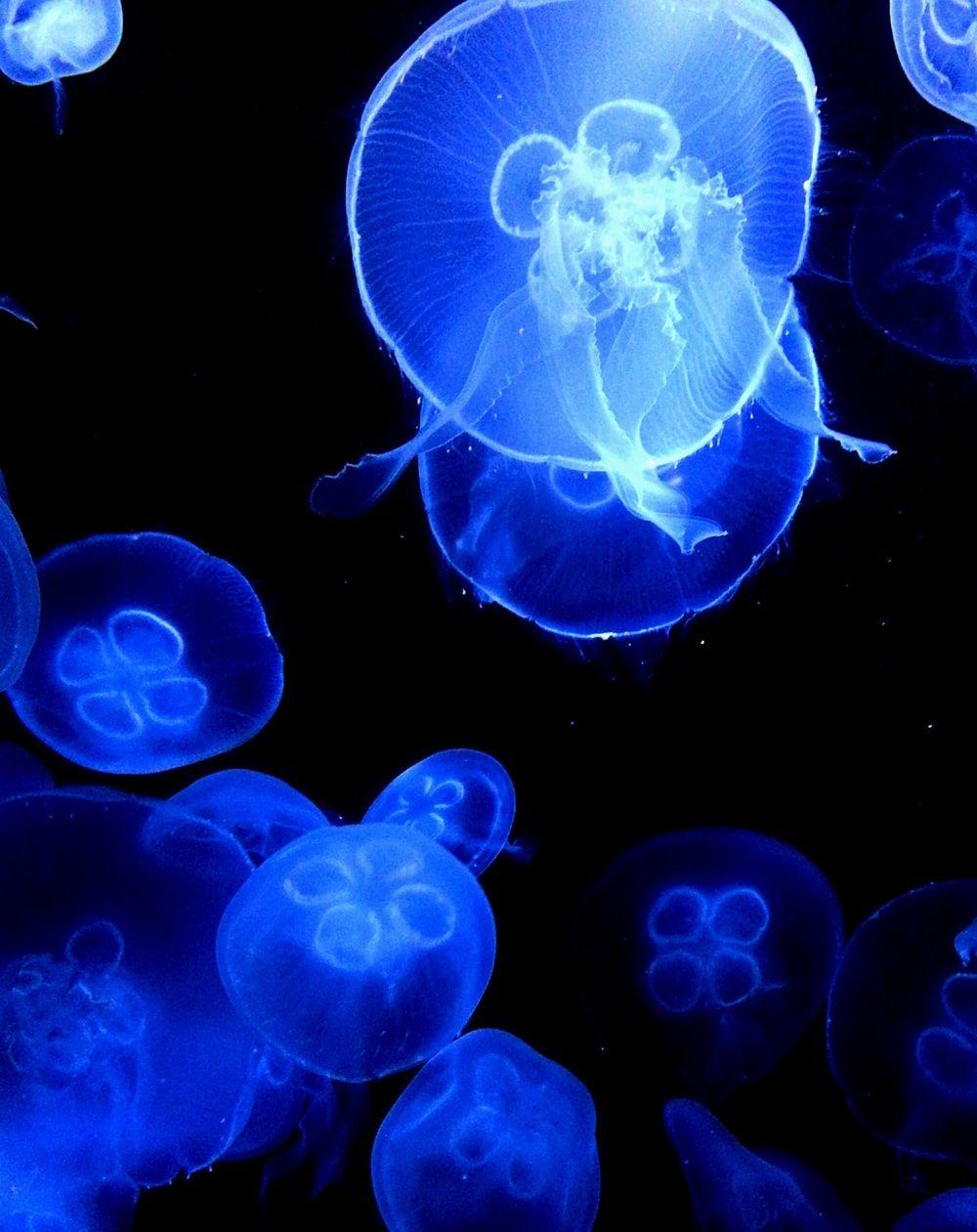1000x1261 Indigo Blue Picture. Download Free Image